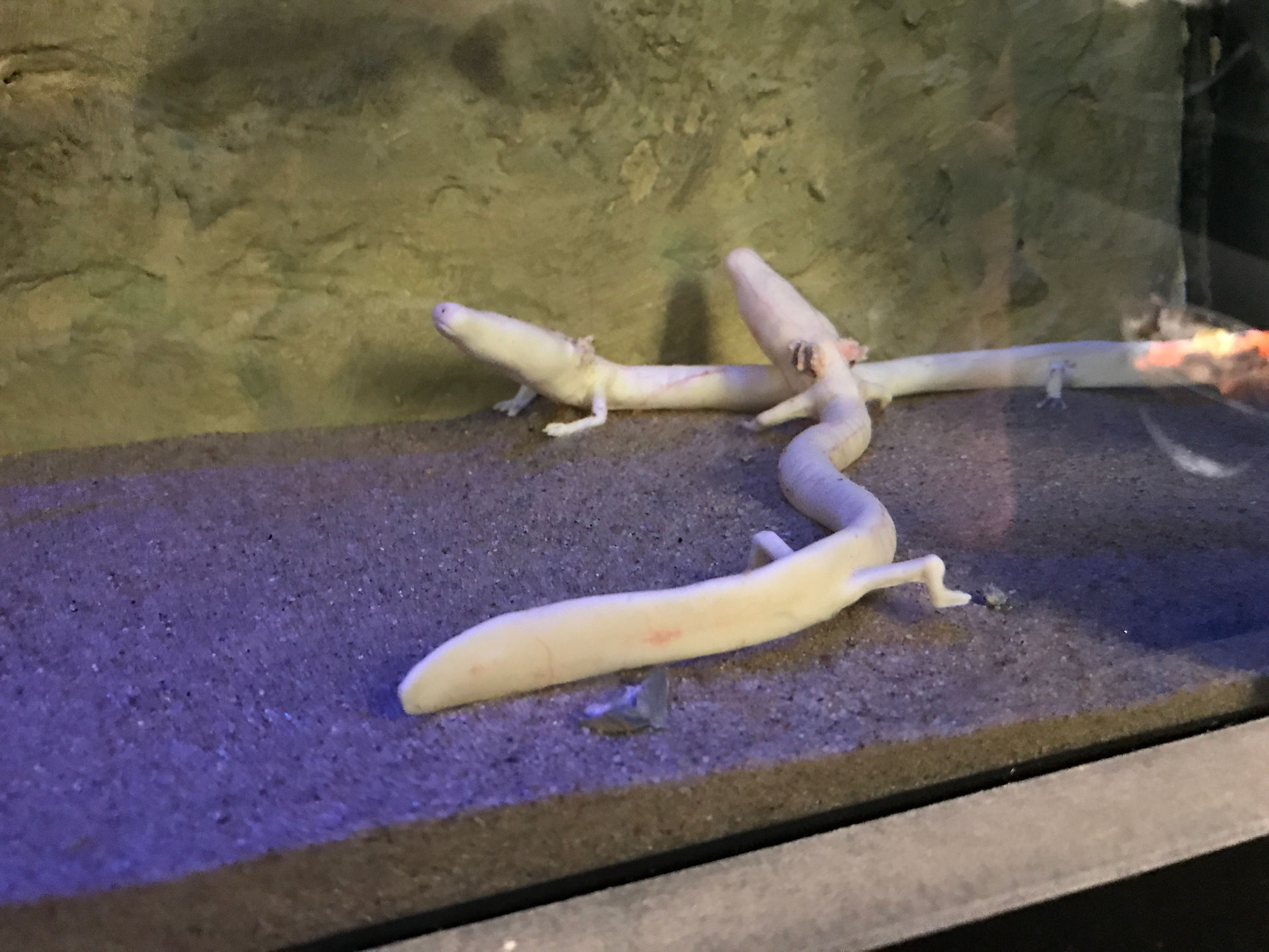 Eyeless Salamanders from Caves