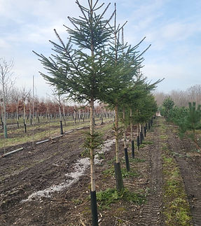 gran - jubilæumstilbud.heic