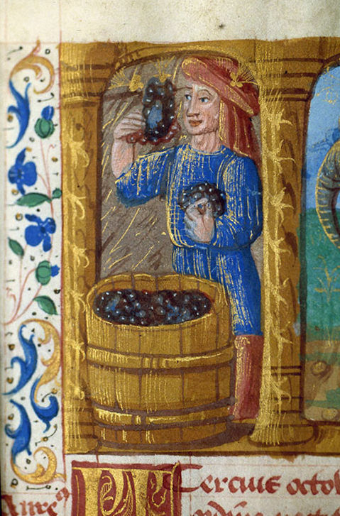 GRAPE HARVEST