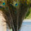 Miniature : Plumes de paon