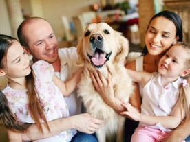 Helping Your Newly Adopted Dog Transition Into Their Forever Home