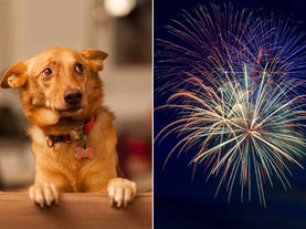 Foster a Firework Friend this 4th of July