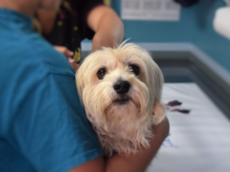 Five Reasons Your Dog Needs an Annual Checkup