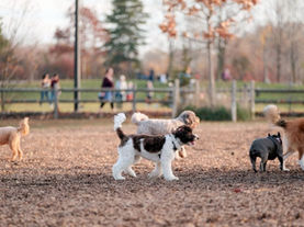 When Should You Bring Your New Puppy to the Dog Park?