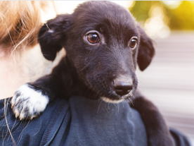 Foster a Rescue Dog, Save Another Dog’s Life