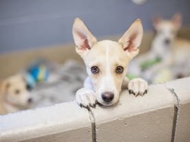 3 Things to Consider When Adopting A Dog