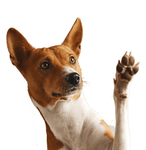 adorable-brown-white-basenji-dog-smiling-giving-high-five-isolated-white (1).png