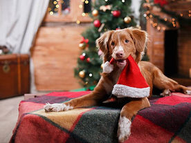 Every Dog Deserves a Home