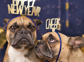 The Benefits of Adopting a Dog in the New Year