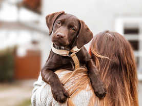 Bringing Home a New Puppy