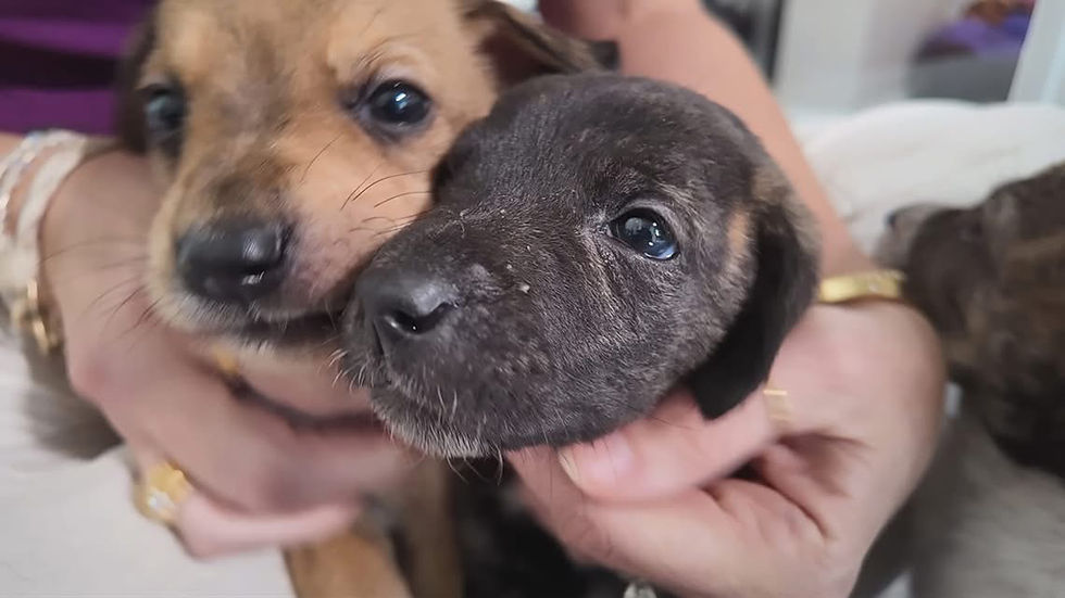 Puppies Found Abandoned in Freezing Weather