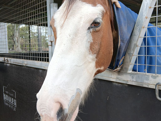 From the Police Force to the Horse Arena: How Horses Change Lives