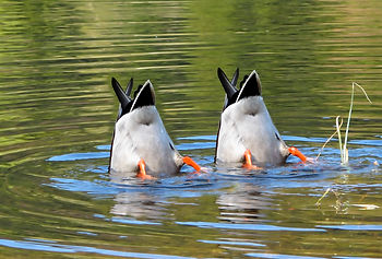 AdobeStock_39515780.jpeg