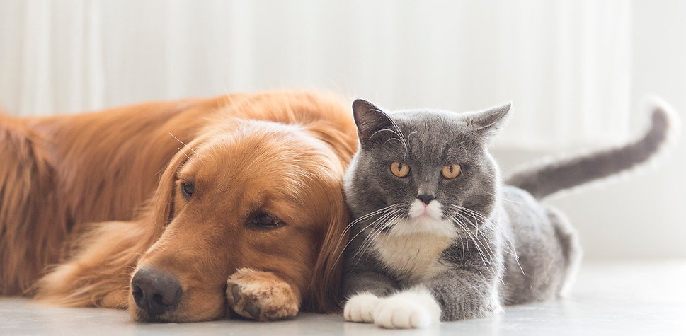 end of life pet services near Denver Colorado - pet memorials