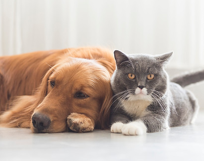 pet euthanasia at home in CO