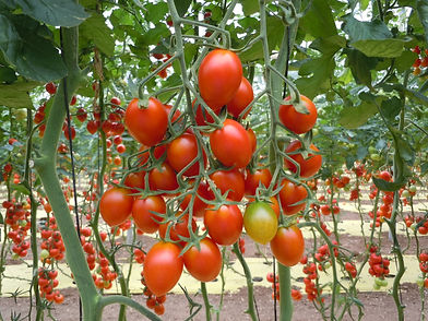 Postharvest Hub, sustainable agriculture image of fresh tomatoes on a vine before packaging