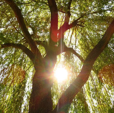Intro to The Willow