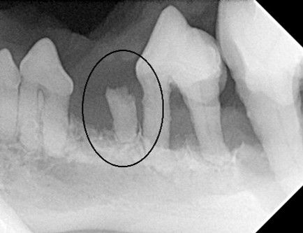 Dental X-ray of Dog w/ a Fractured Tooth Root