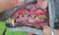 Greyhound w/ Periodontal Disease