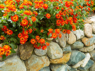 Outdoor Plants That Are Dangerous to Pets in Florida: A Veterinarian’s Guide