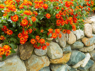 Outdoor Plants That Are Dangerous to Pets in Florida: A Veterinarian’s Guide