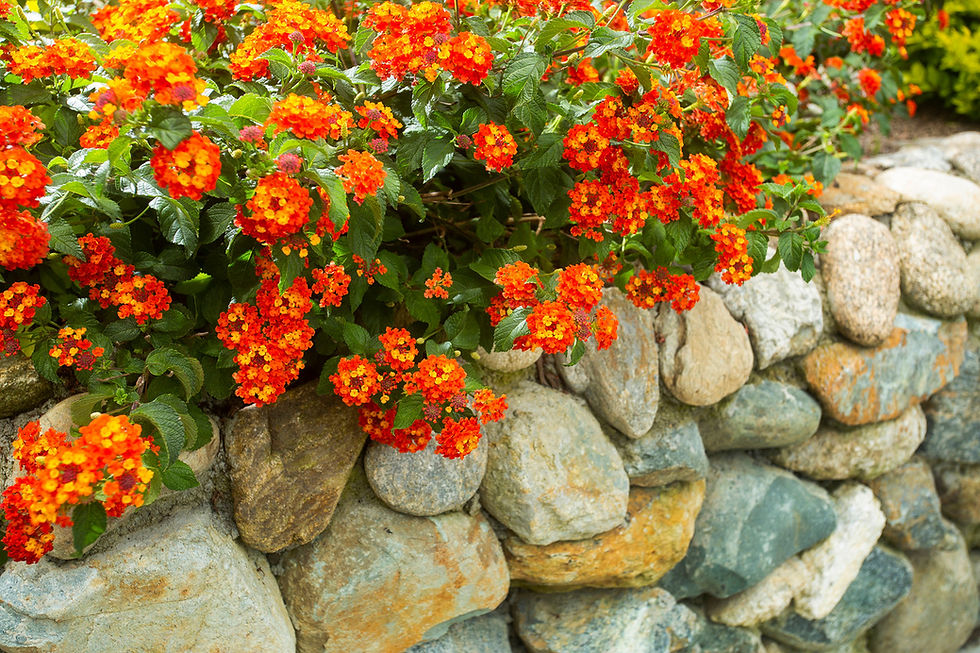 Lantana Bush