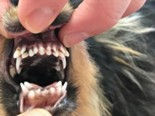 Young Pomeranian w/ Crowding and retained baby teeth