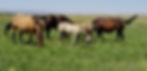 Mares with foals.jpg