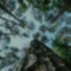 木こりツリーサービスの求人イメージ