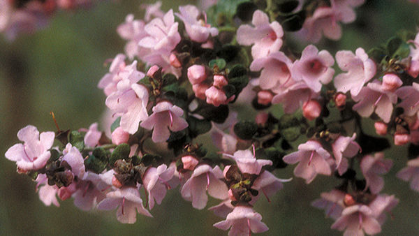 The Best Australian Native Plants for a Bug-Free Backyard: Prostanthera rotundifolia pink flowers