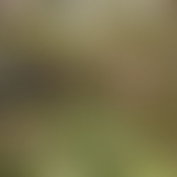 Sustainable Landscape Design in Australia: Why Your Garden Needs a Balanced Philosophy