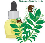 Ravintsara.jpg