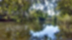 Relaxing river reflecting willow branches