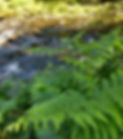 A refreshing river with uncurling ferns