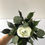 Thumbnail: Ranunculus + Greenery Bouquets