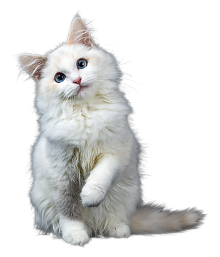 Unnamed Design (10).png