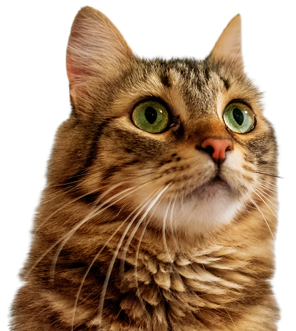 Instagram post castration cute pink and blue cat (100 × 110 px) (5 × 8 in) (6).png