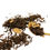 Thumbnail: Toffee Pu-erh