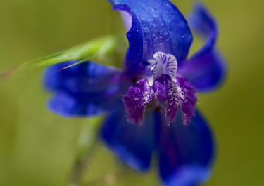 Macro Blue