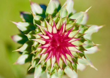 Thistle