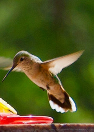 Broadtail Hummer