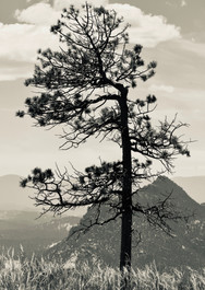Wind Shape