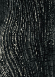 Charred Wood