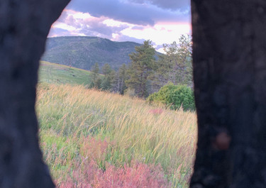 The View