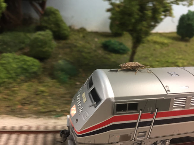 Mishap stink bug.jpg