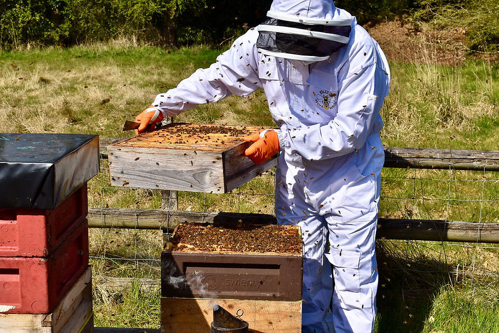 Bee Experience At Eve's Hill Farm