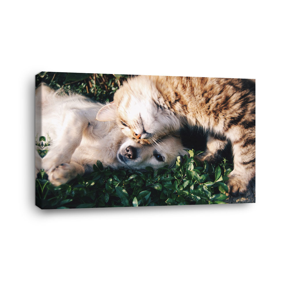 Amistad sin barreras