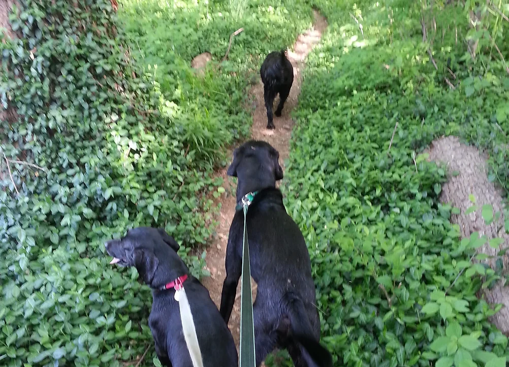 happy camper dog boarding