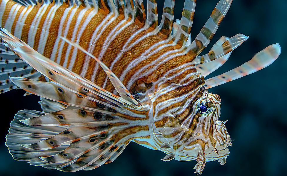 s 290926_Z5IIC_Oceanarium_0685.jpg