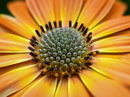 Nikon D850 - Creative Focus Shift